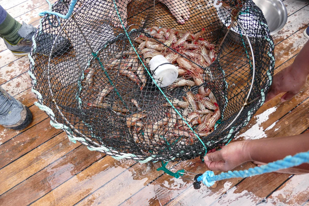  Pink spotted prawns&nbsp; 