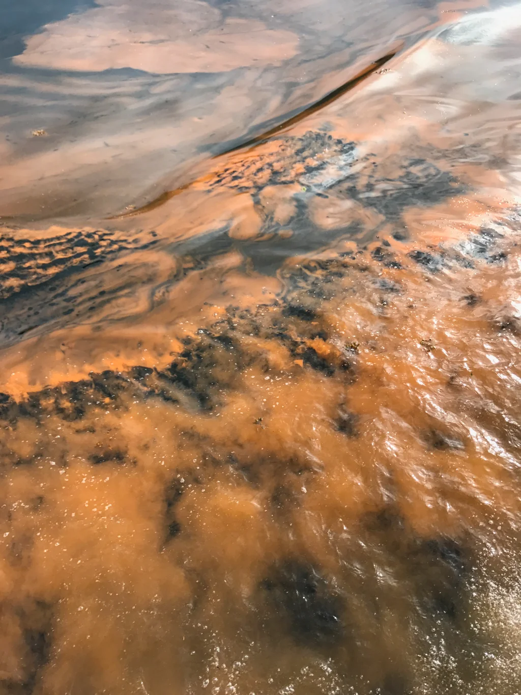  Red tide looked like orange paint spilled in the water 