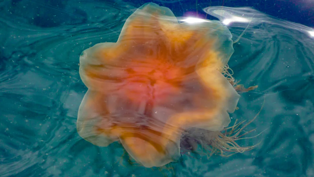  Lion's mane jelly fish 