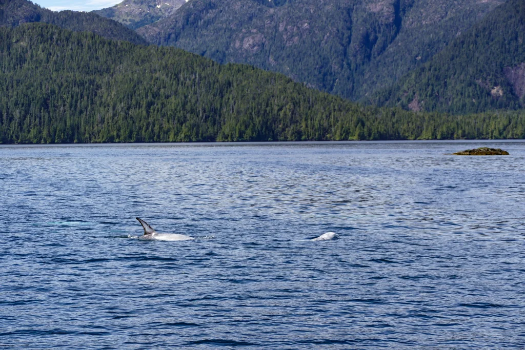  Risso dolphins 