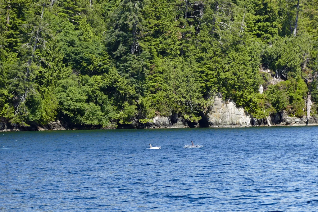  Risso dolphins 