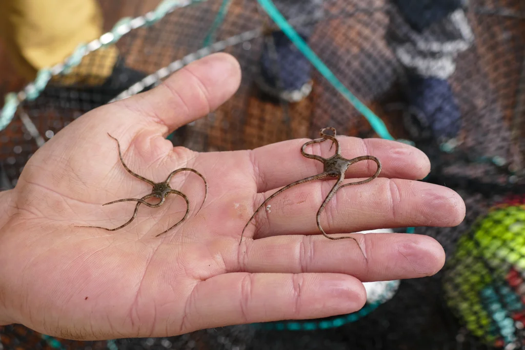  Brittle crabs that came up in the crab pot 