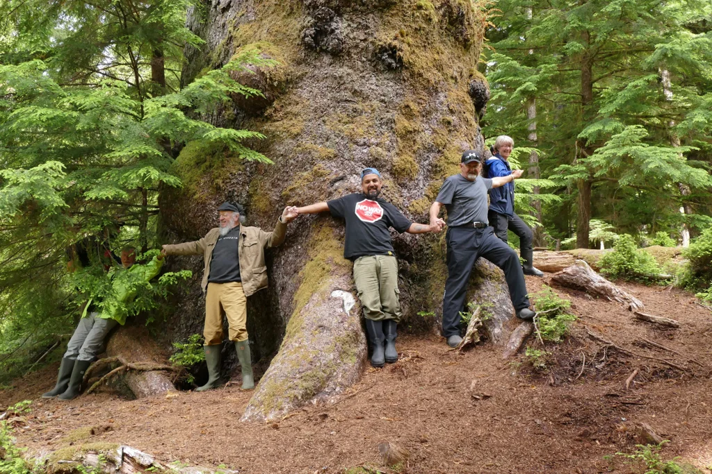  Giant Sitka spruce 