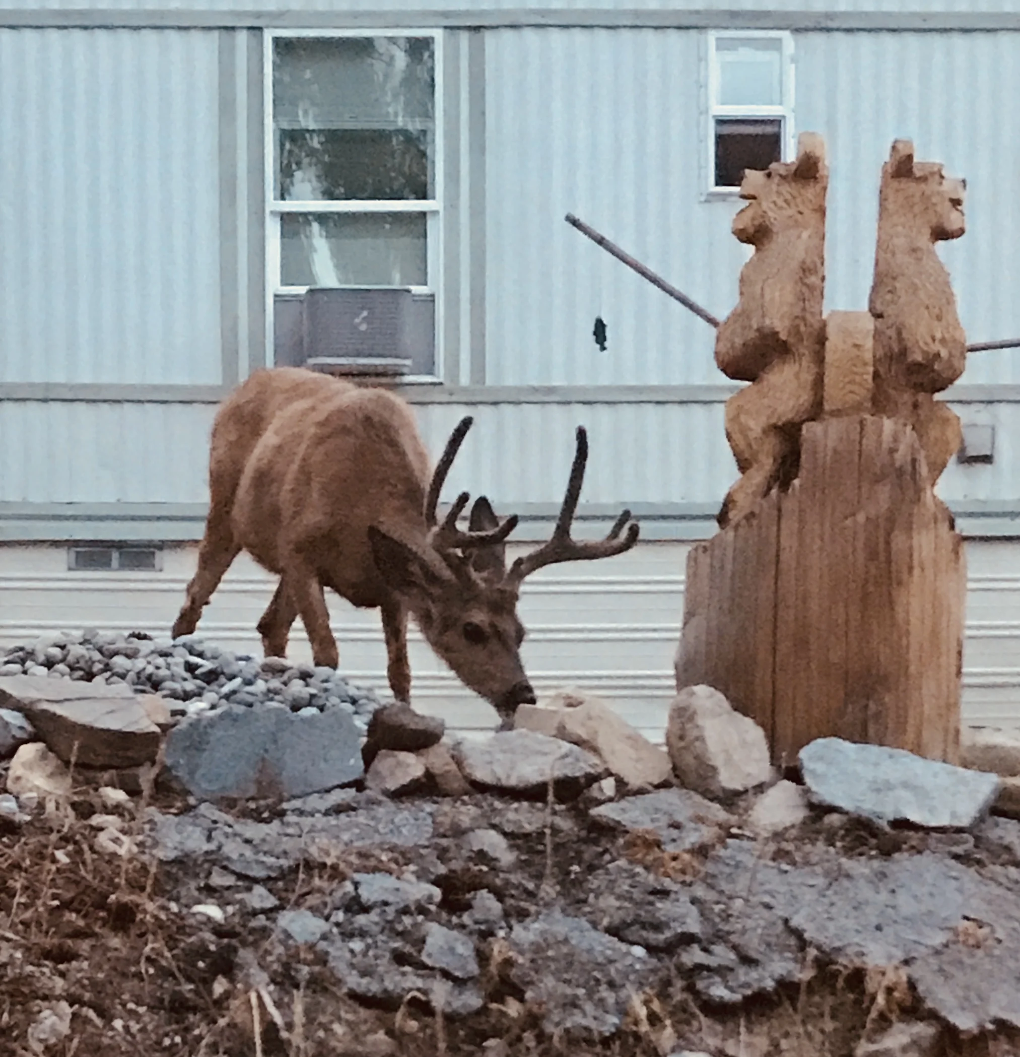 Stag visiting the salt lick