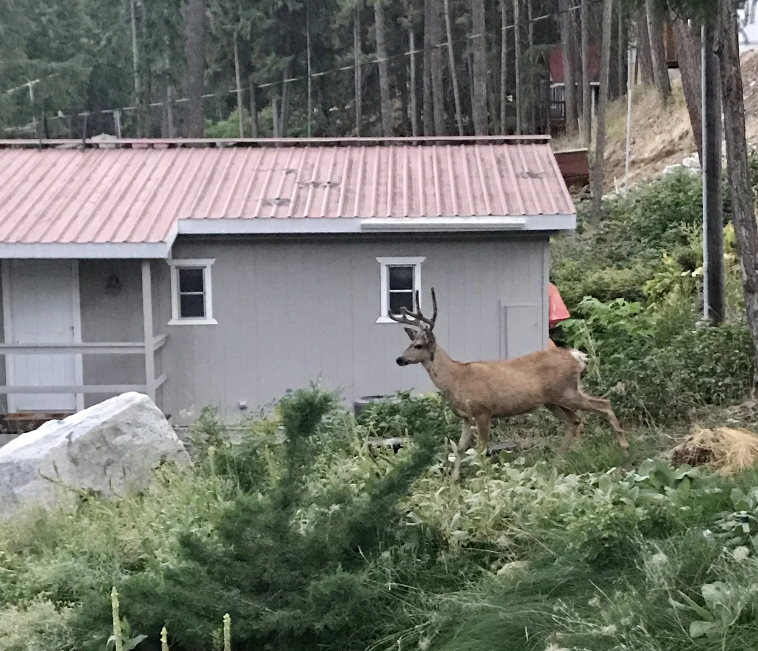 Stag skirting the house