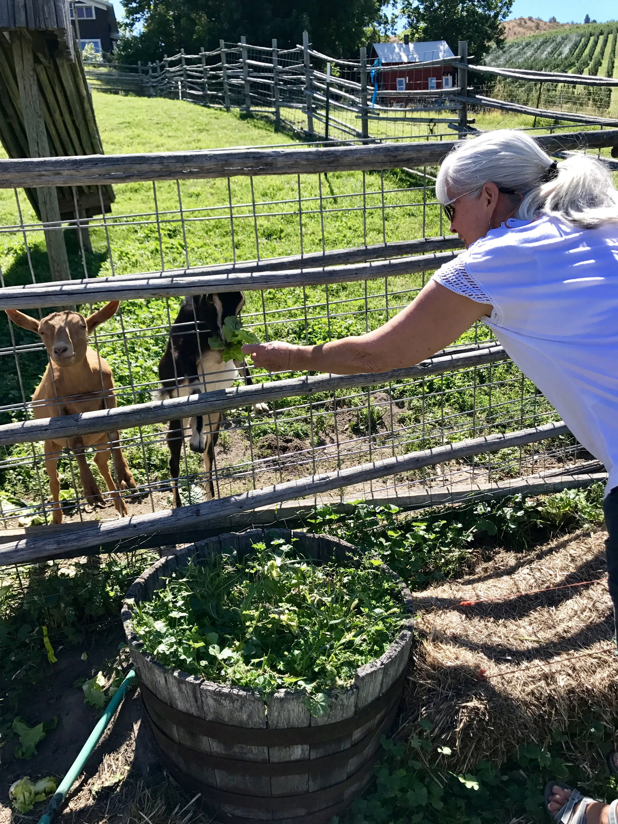 Janet feeding the goats