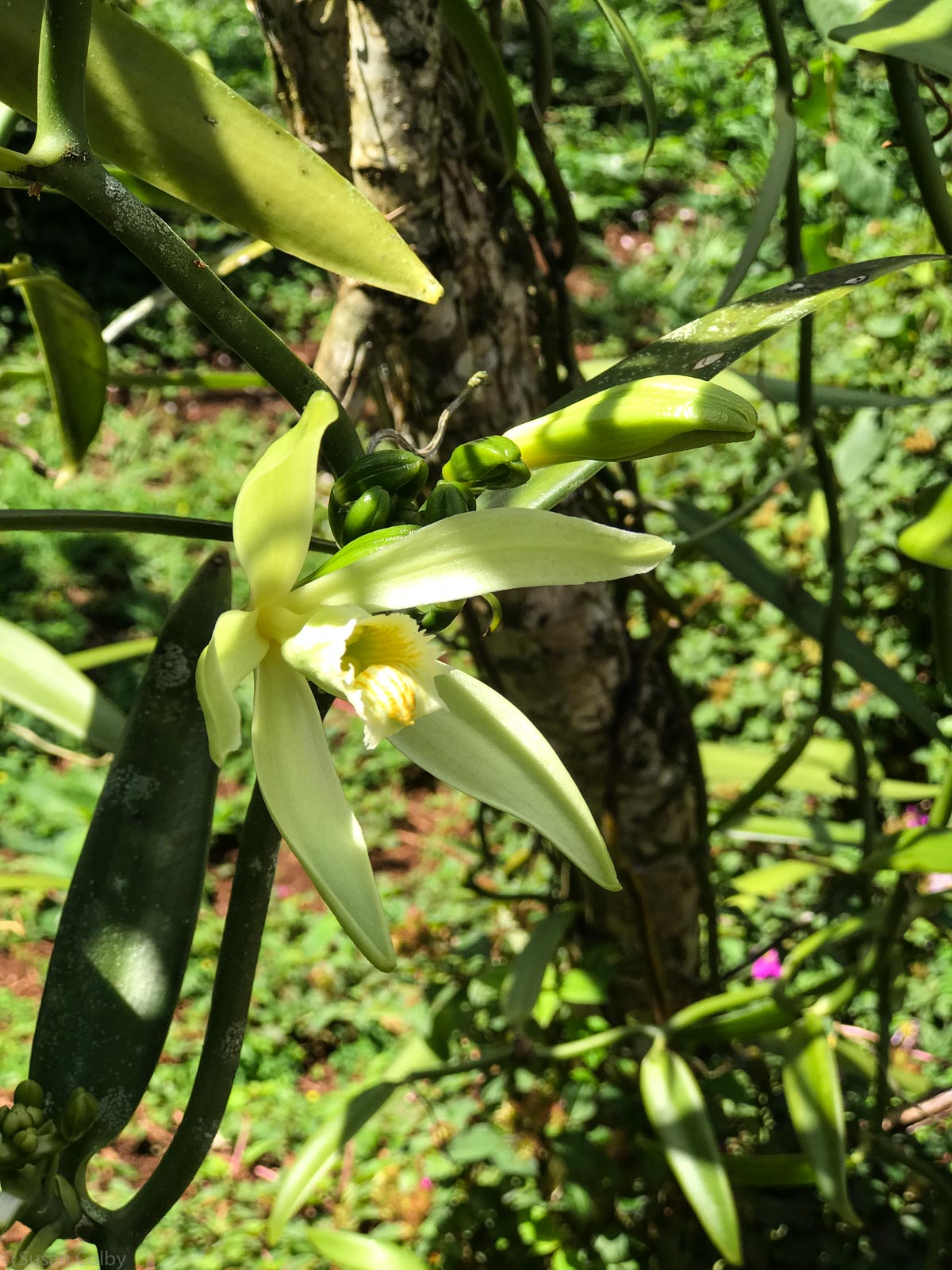 Vanilla orchid flower