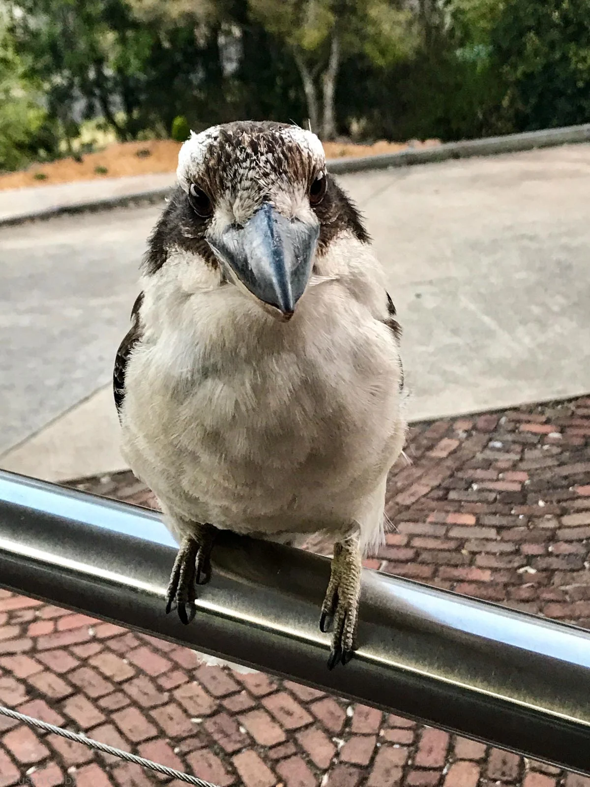 australia-3.jpg