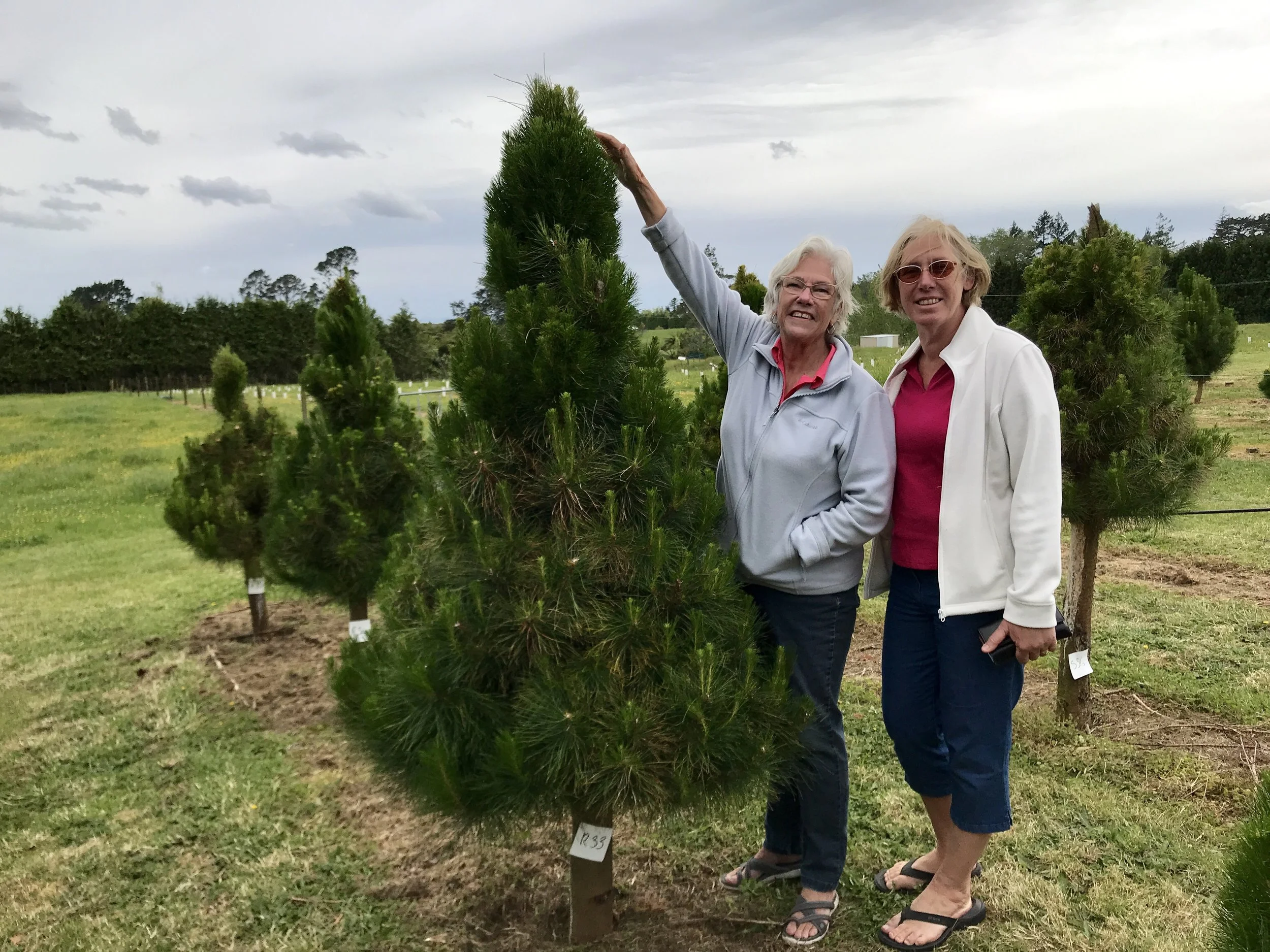  Choosing the Christmas tree 