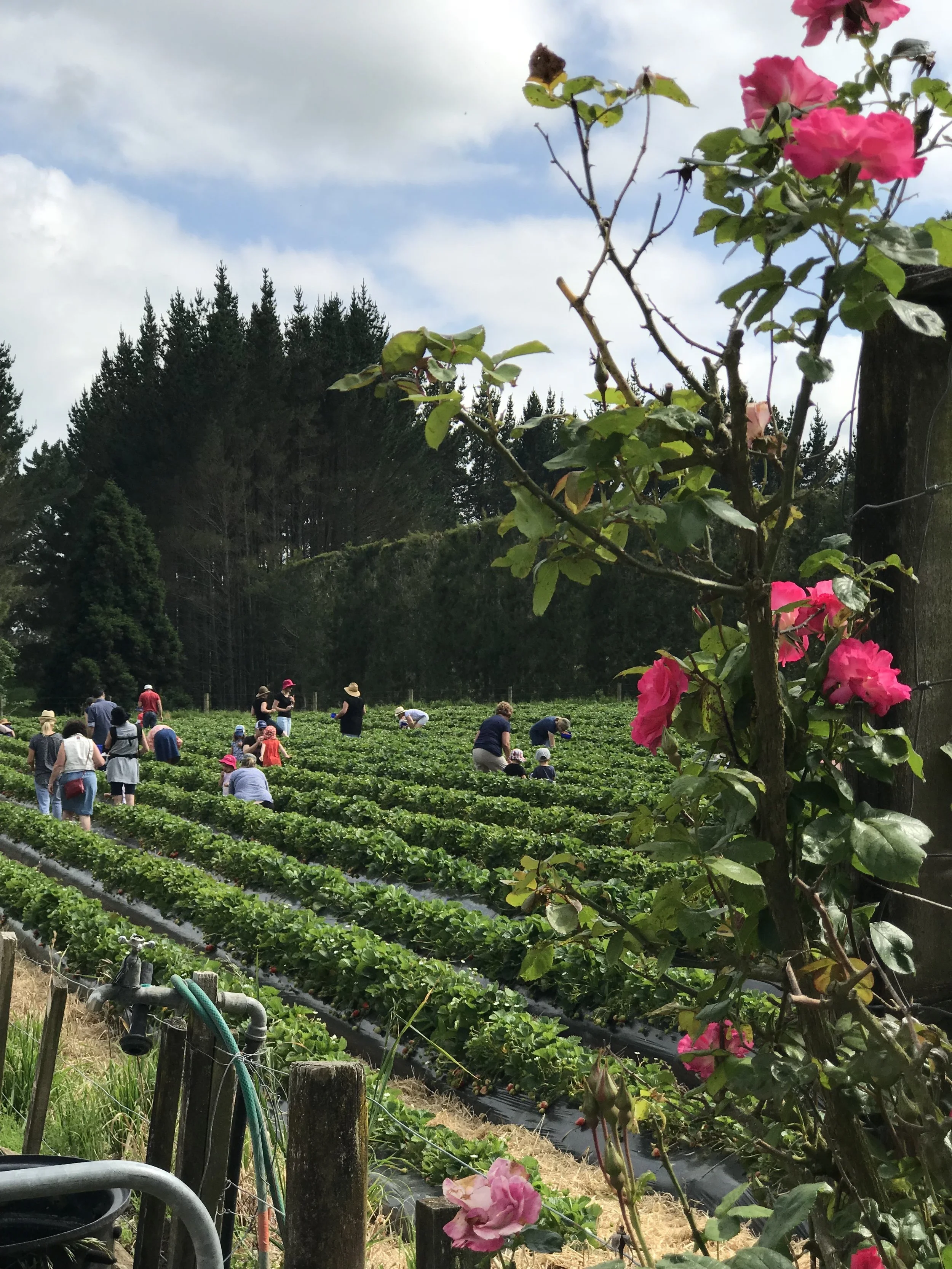  Strawberry fields 