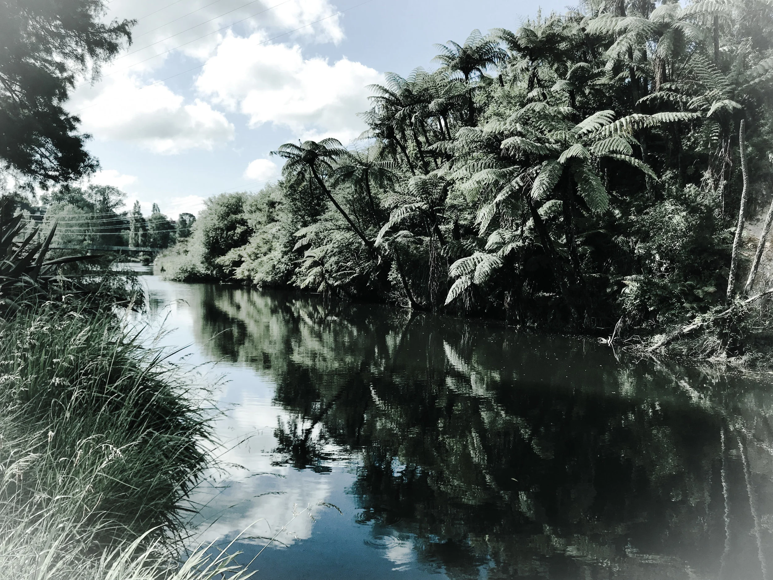  Primeval forest along the river 