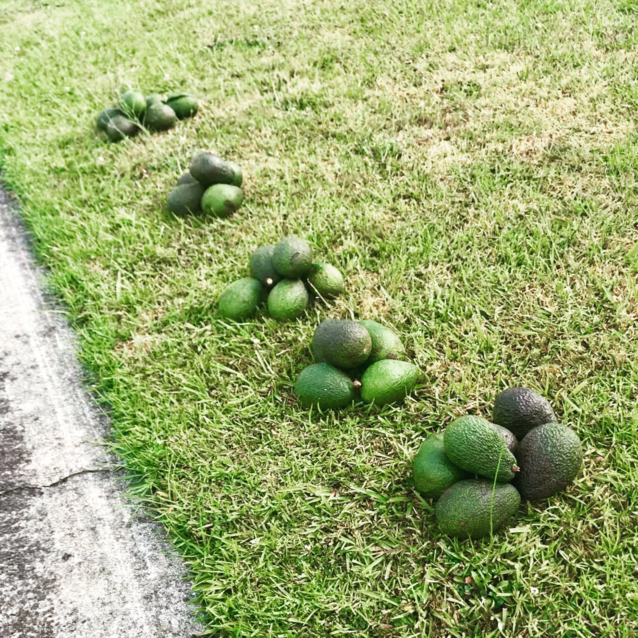  Free avocados on the verge, Africa style 