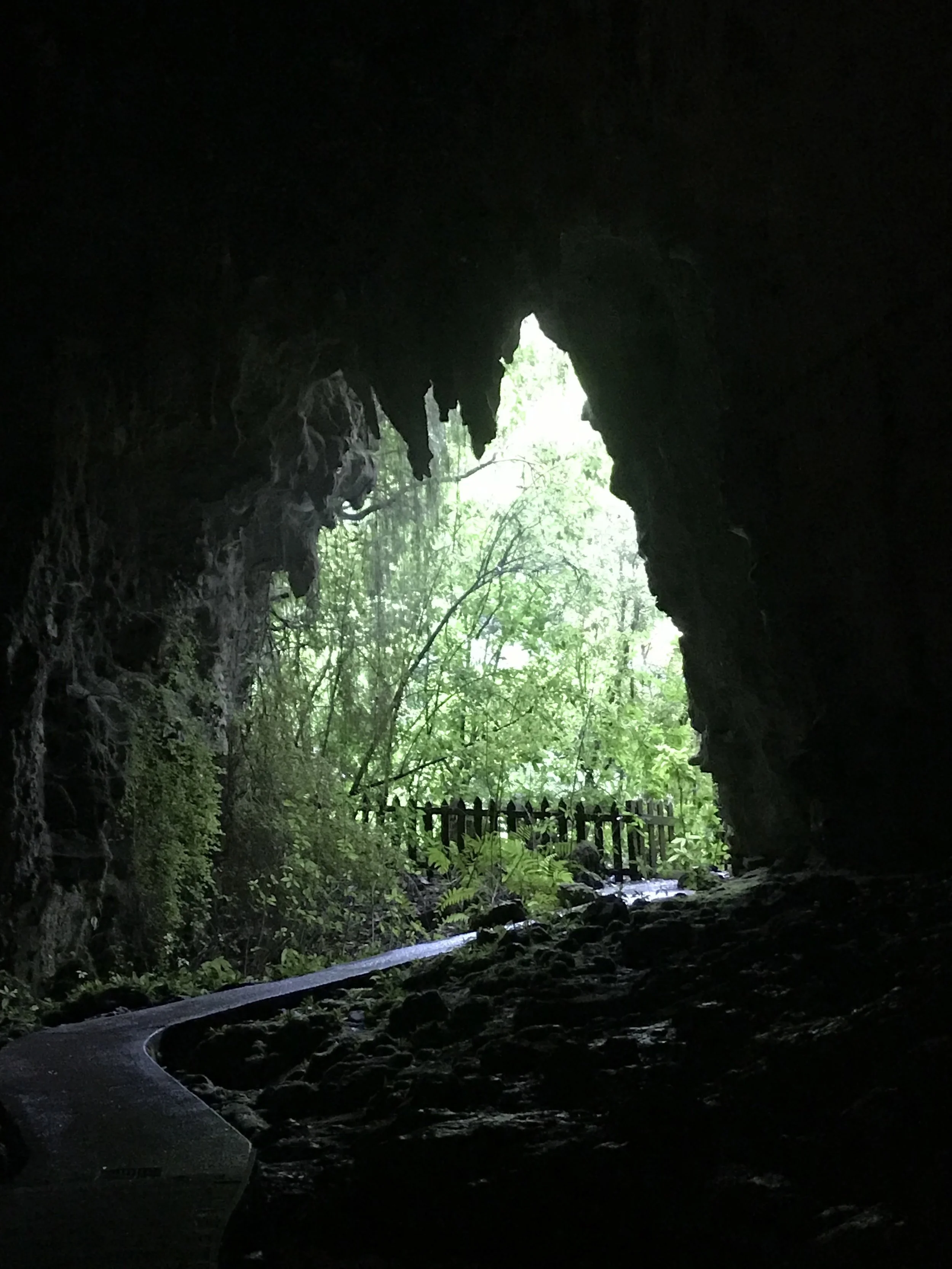  Glowworm cave entrance 