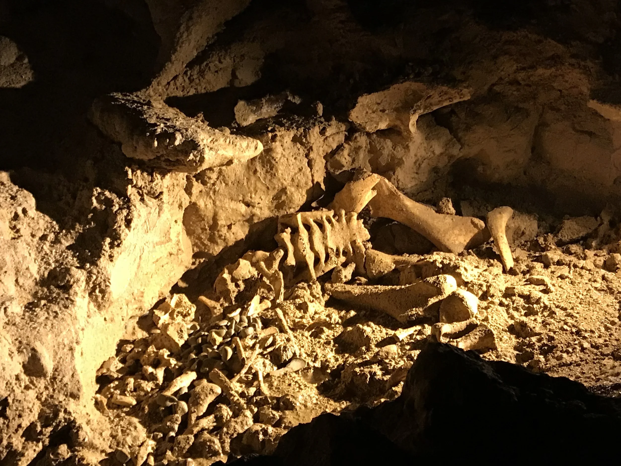  Kiwi skeleton in the glowworm cave 