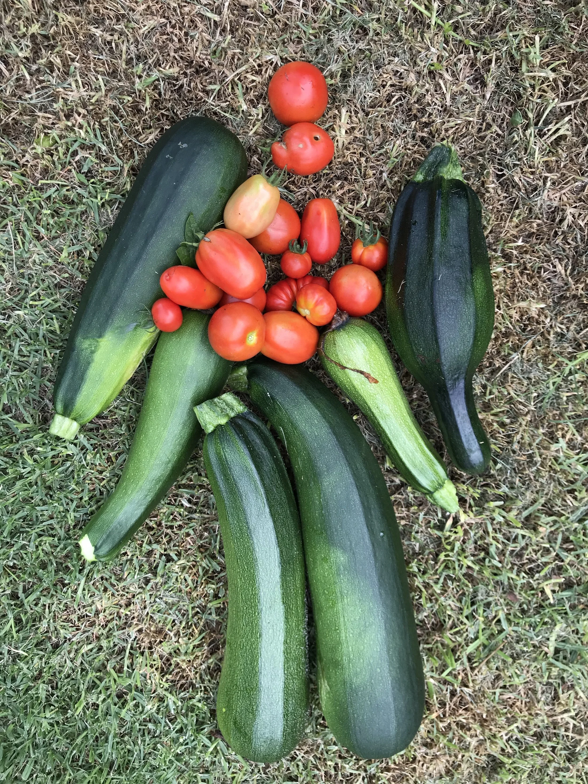  Garden bounty 