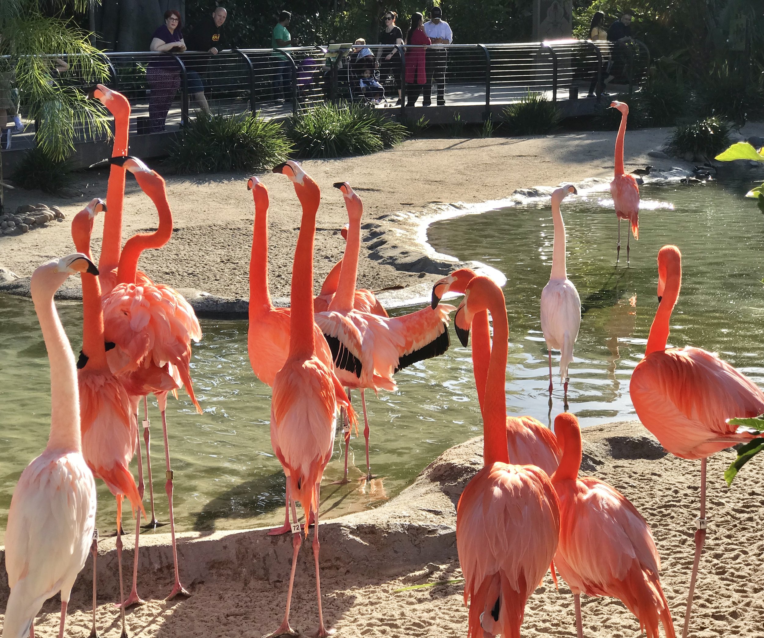 Flamingos at the zoo