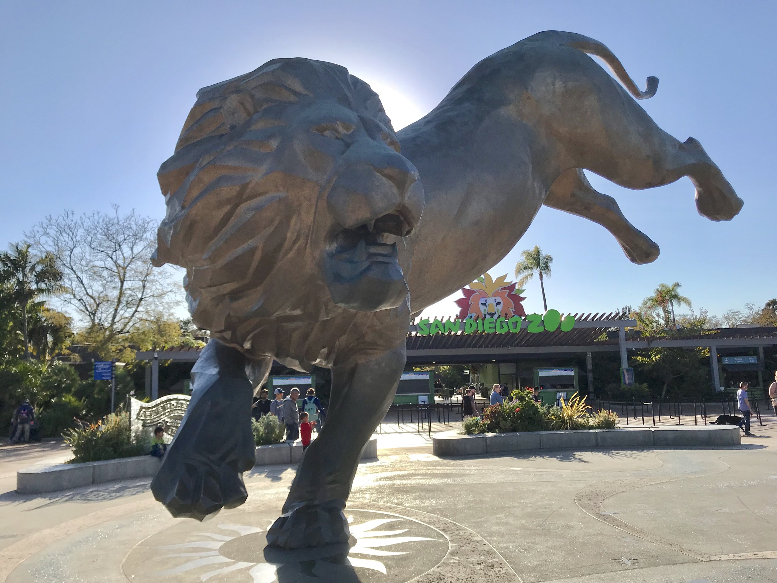 Lion at the zoo