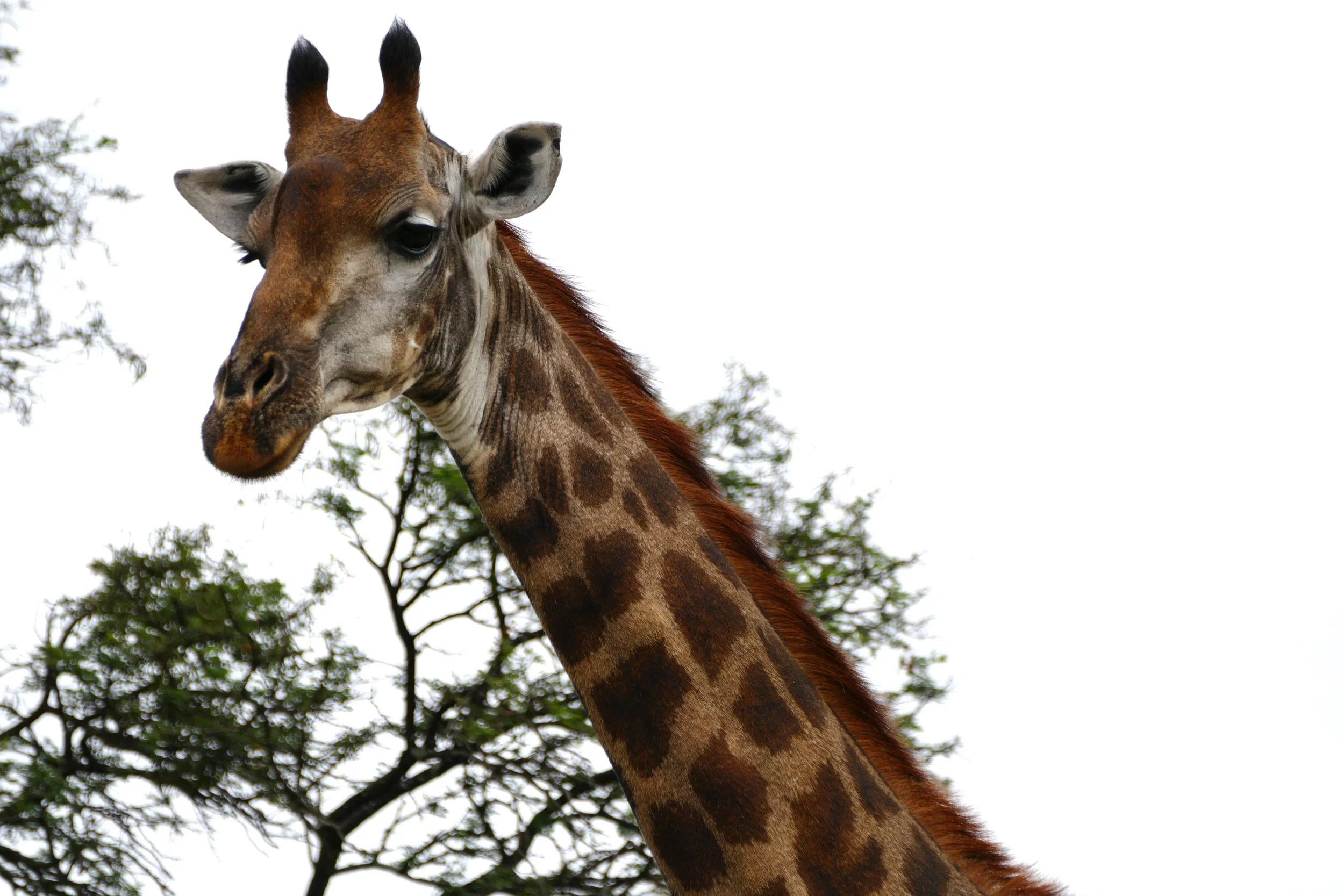 Three Weeks and Counting