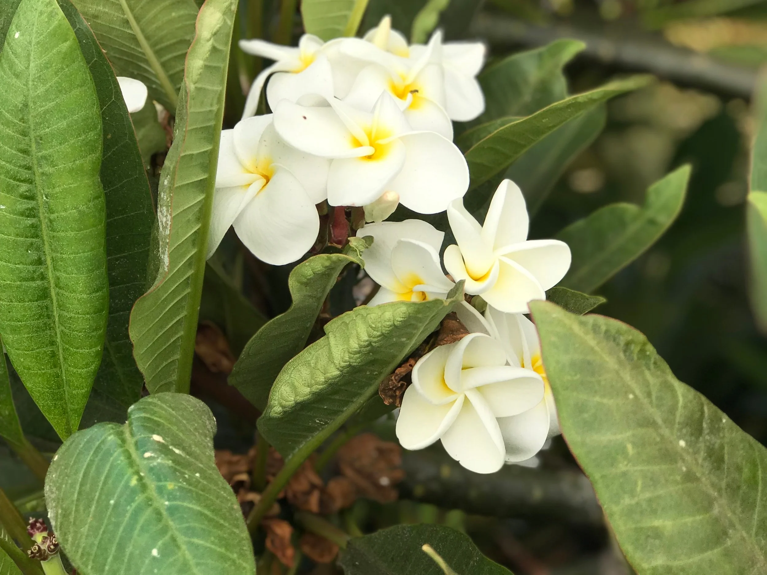 A Funny Thing Happened at the Coffee Shop