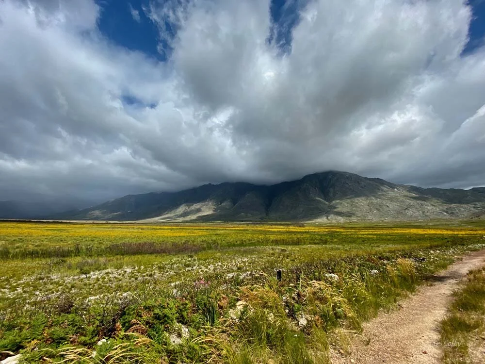 Wild flowers on the way to Franschoek