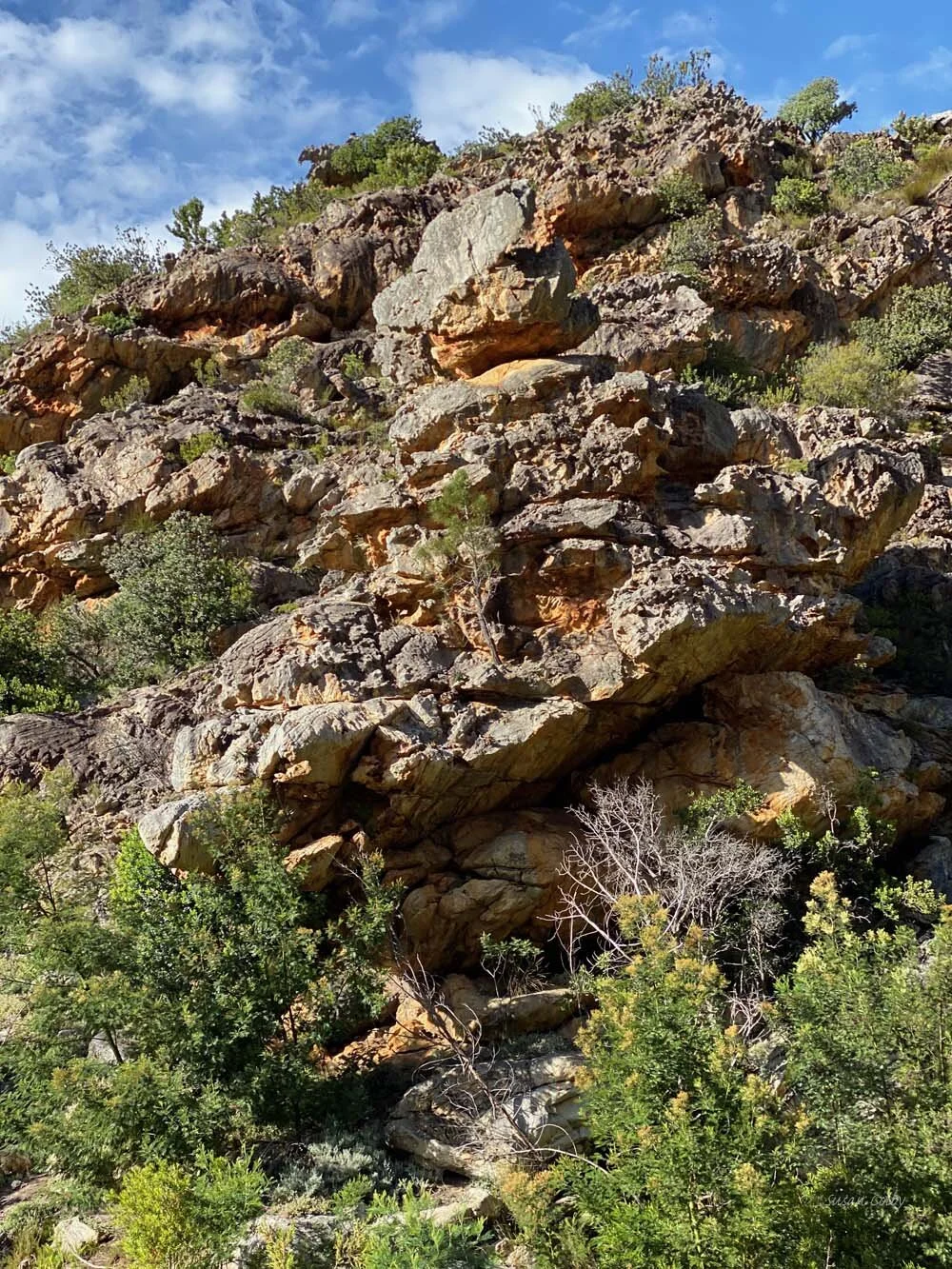 cape201934.jpg