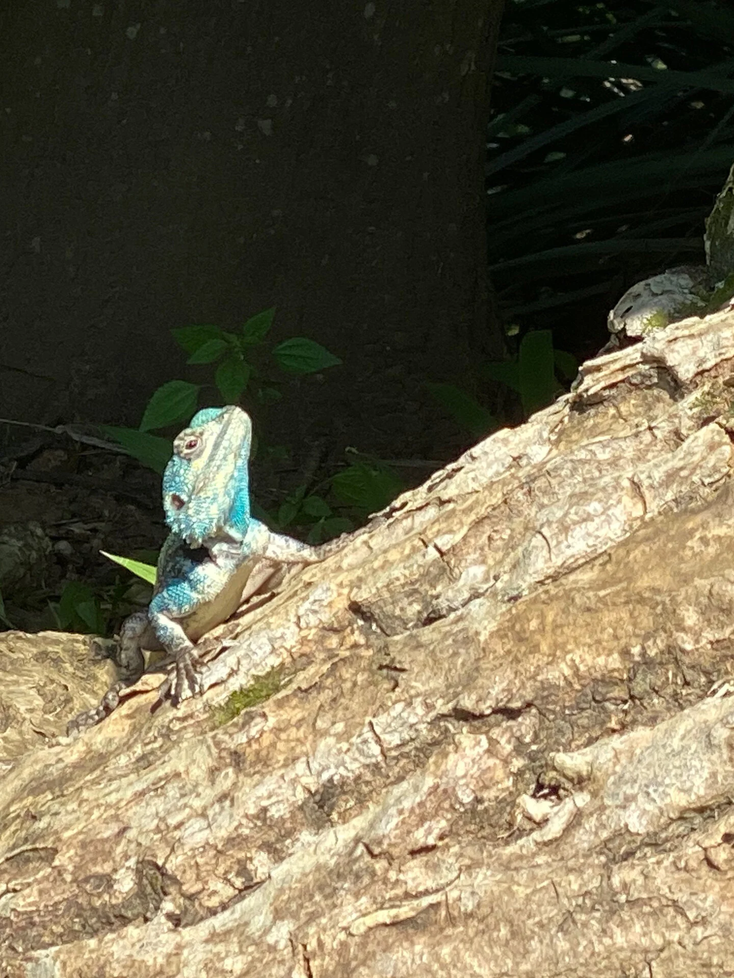 Happy Hols From South Africa