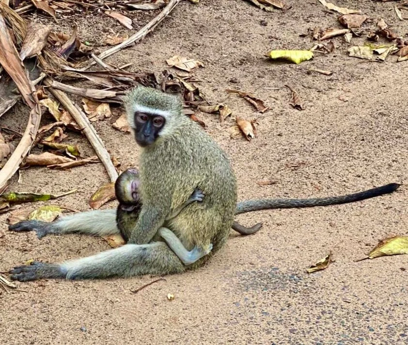 Three Months into the Experiment