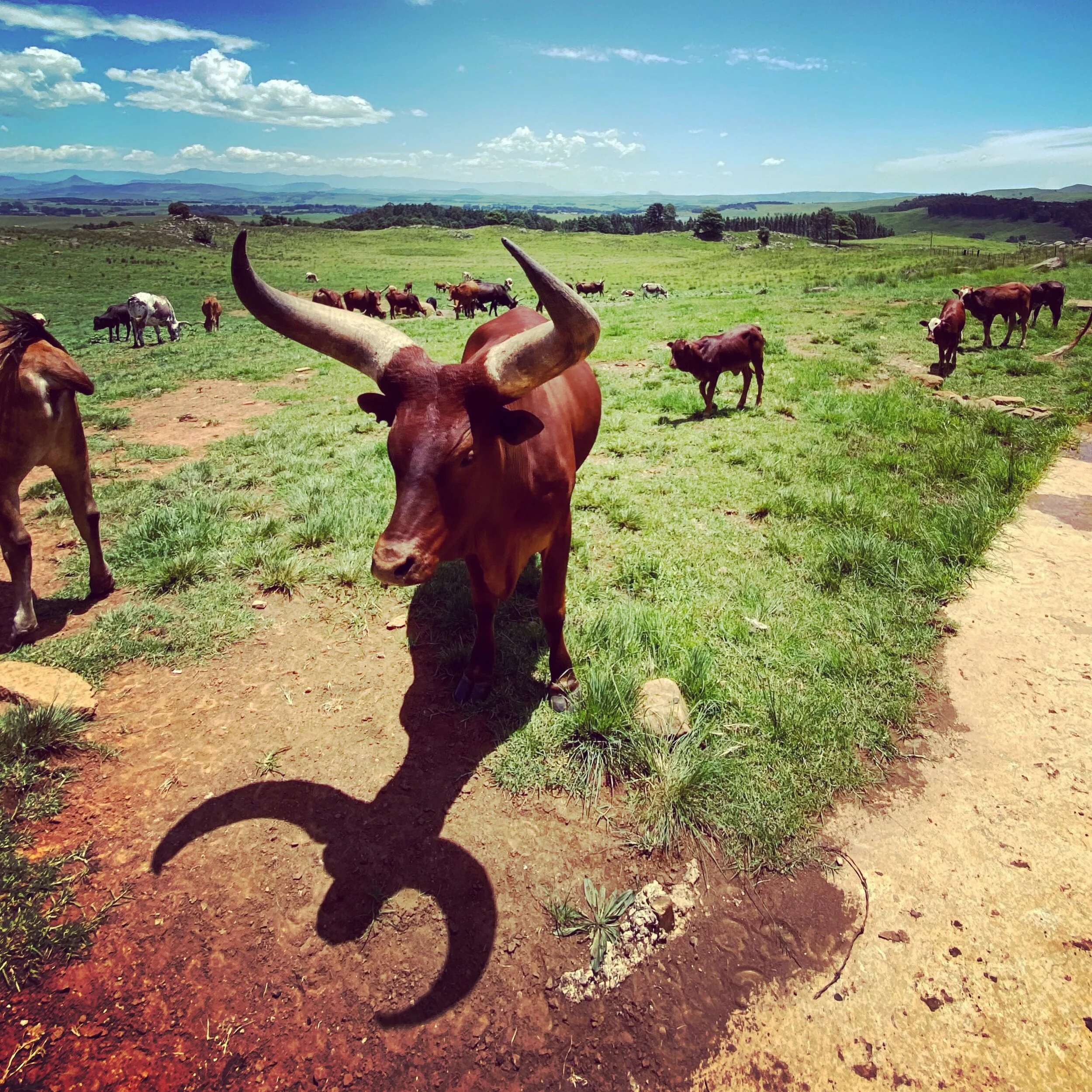 More Midlands Meander