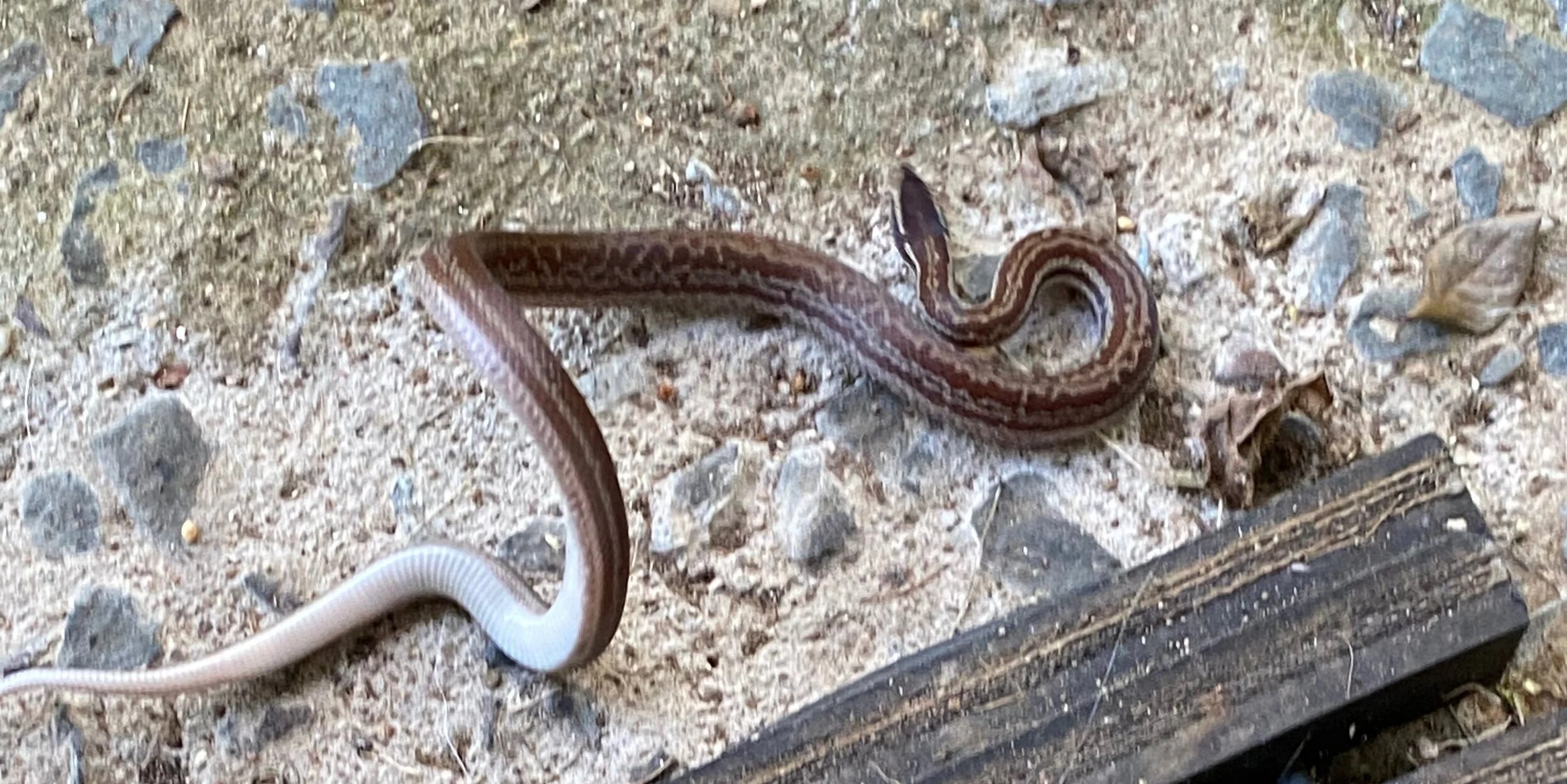 Life in South Africa under COVID-19 UPDATE