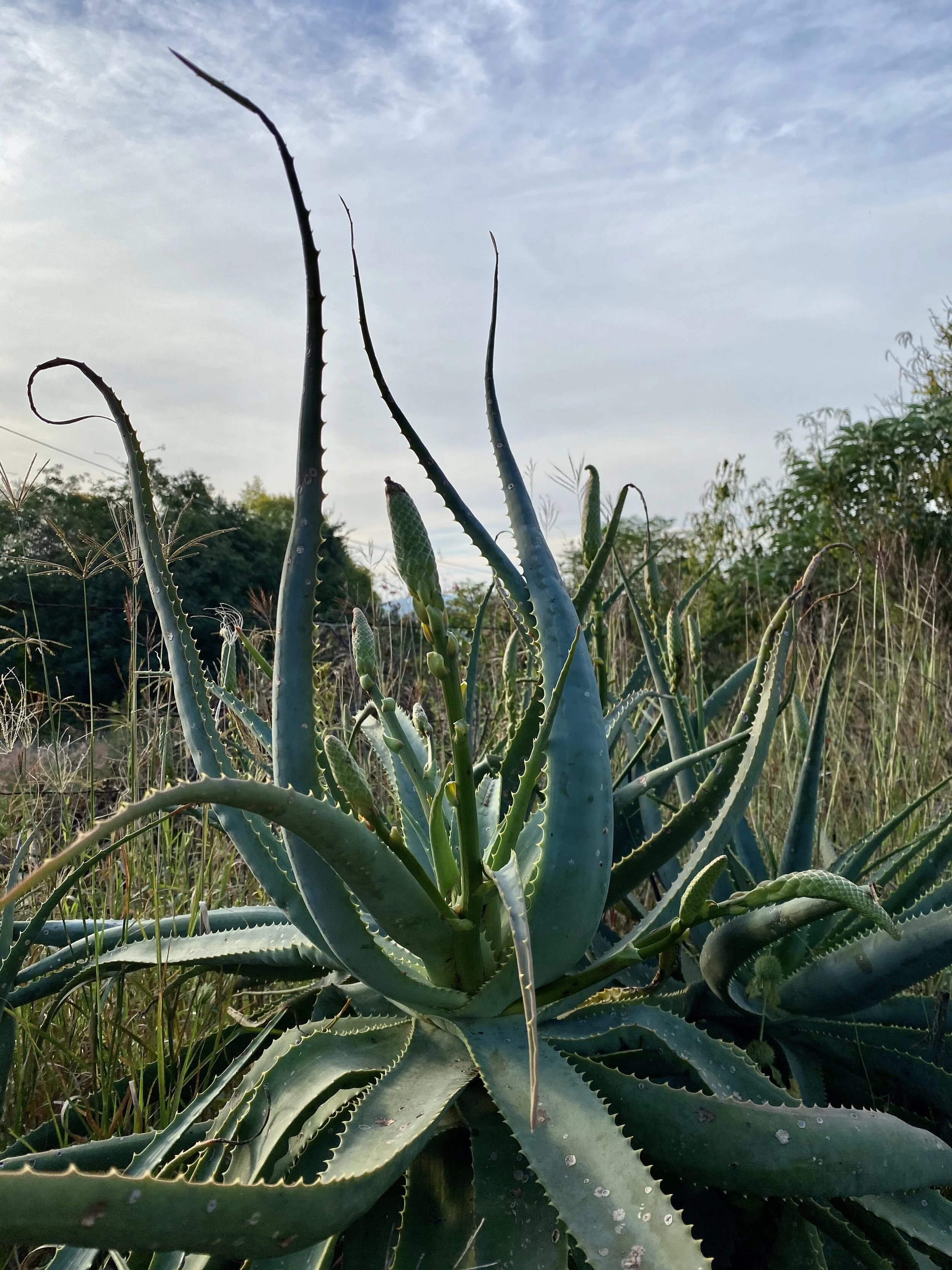 Another Day, Another Move