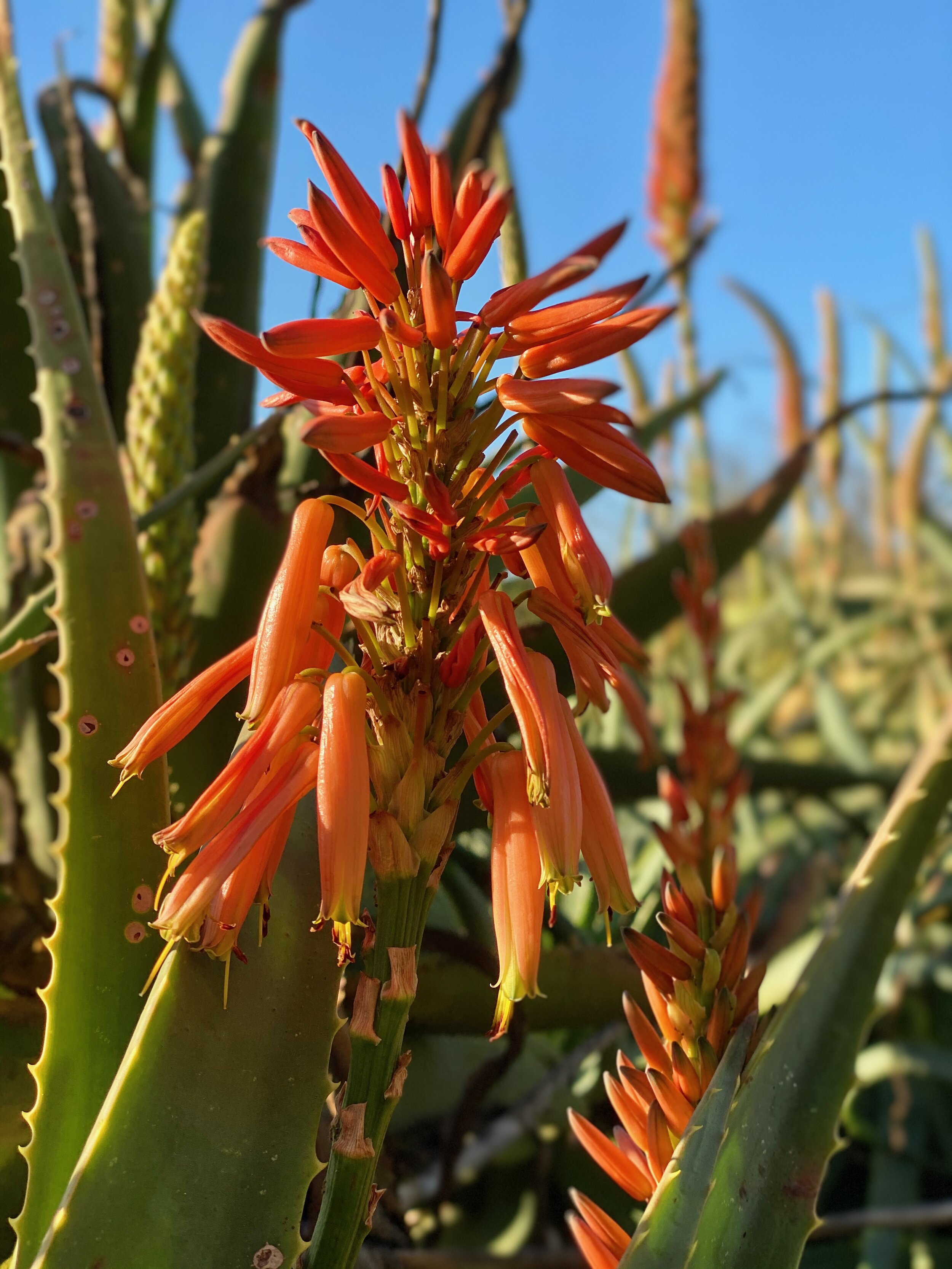 Aloe flower