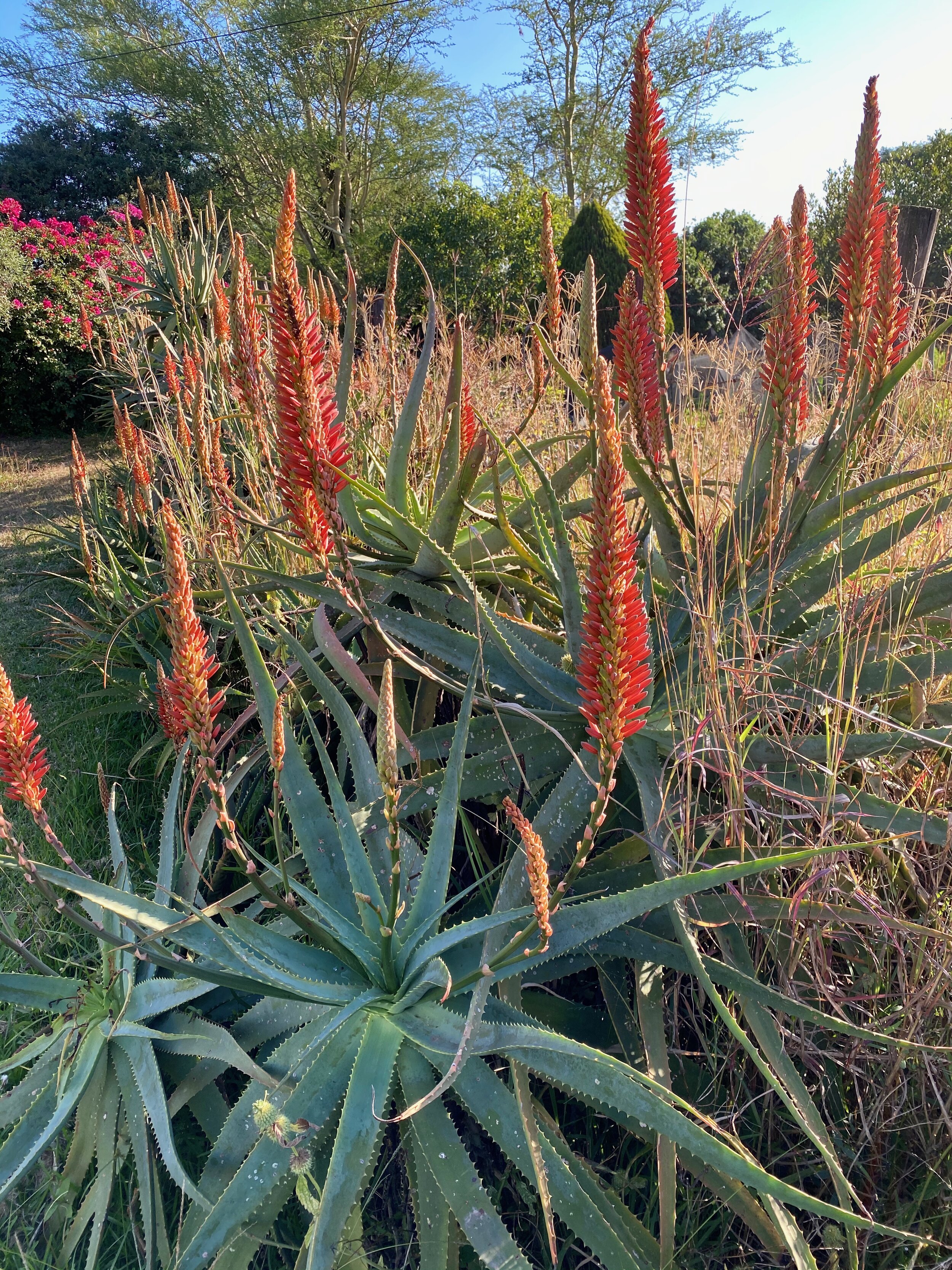 Aloes in the garden