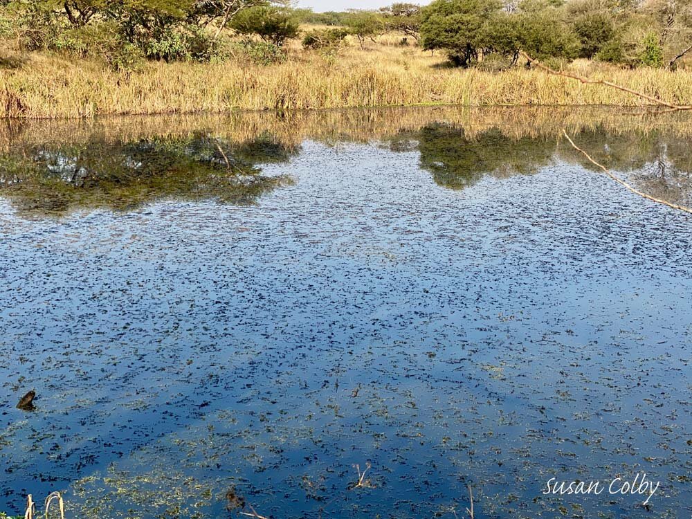 Watering hole