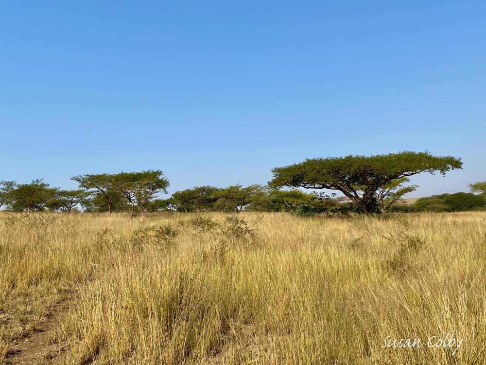 Wide open landscape