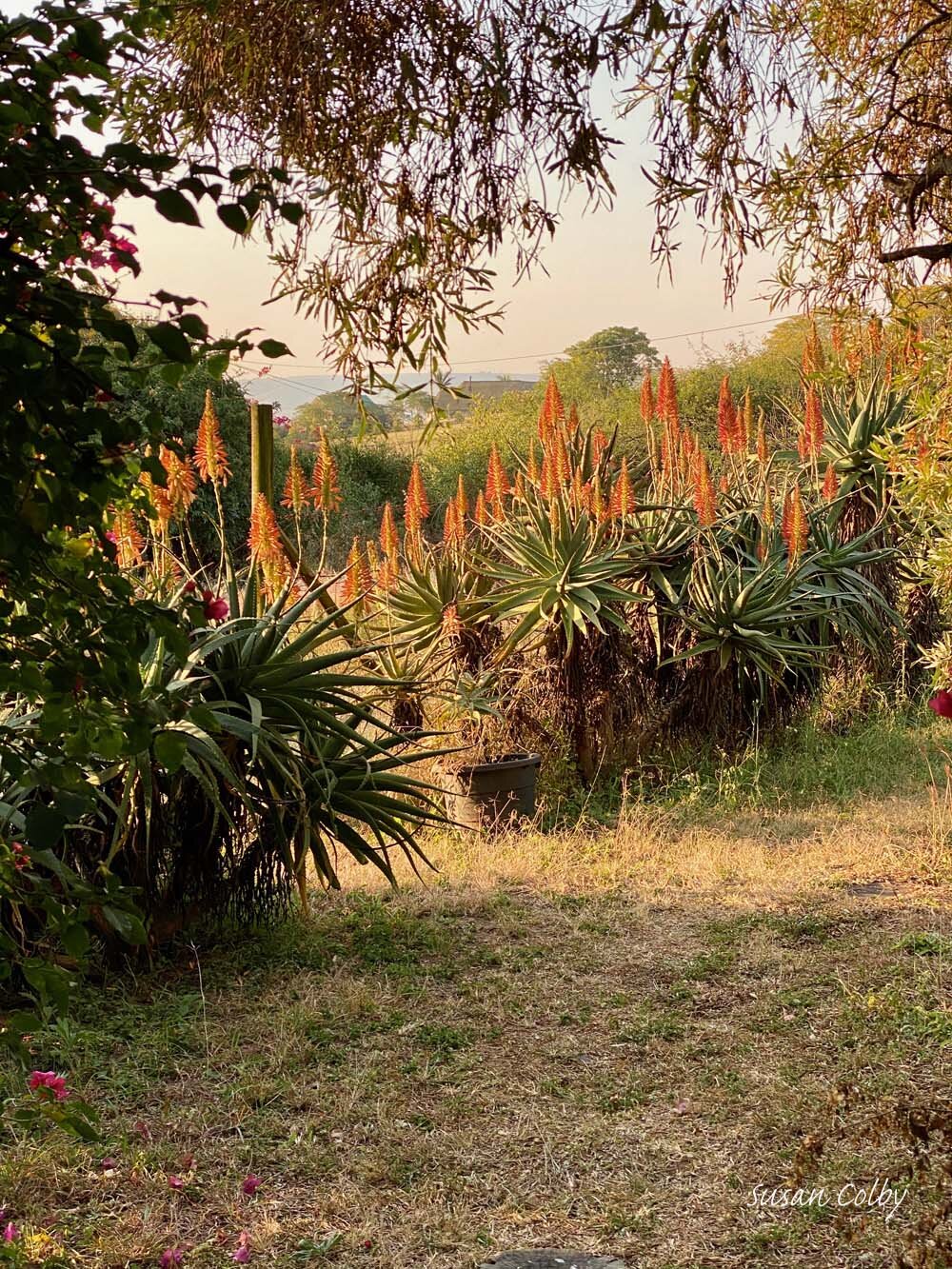 Aloes in the garden
