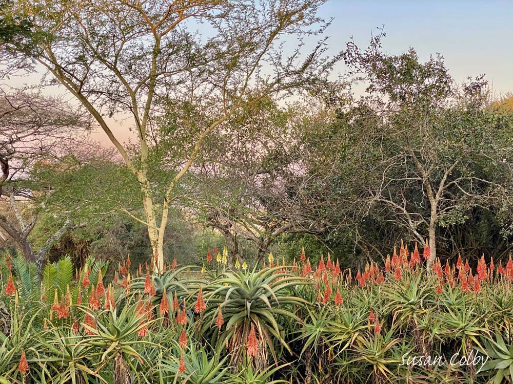 Aloes