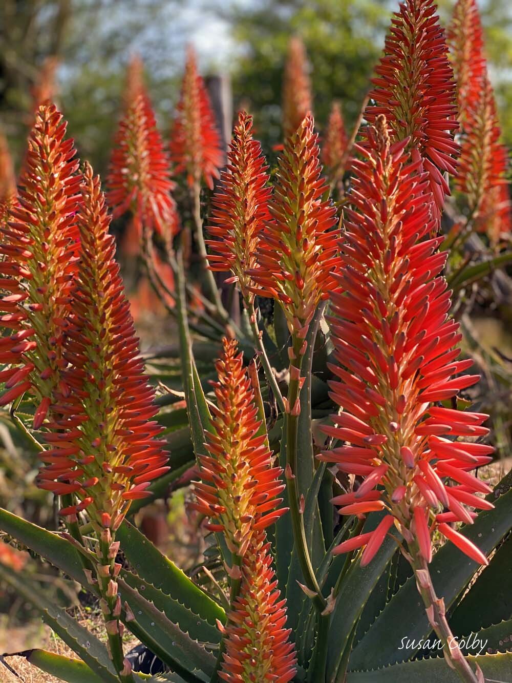 Aloes