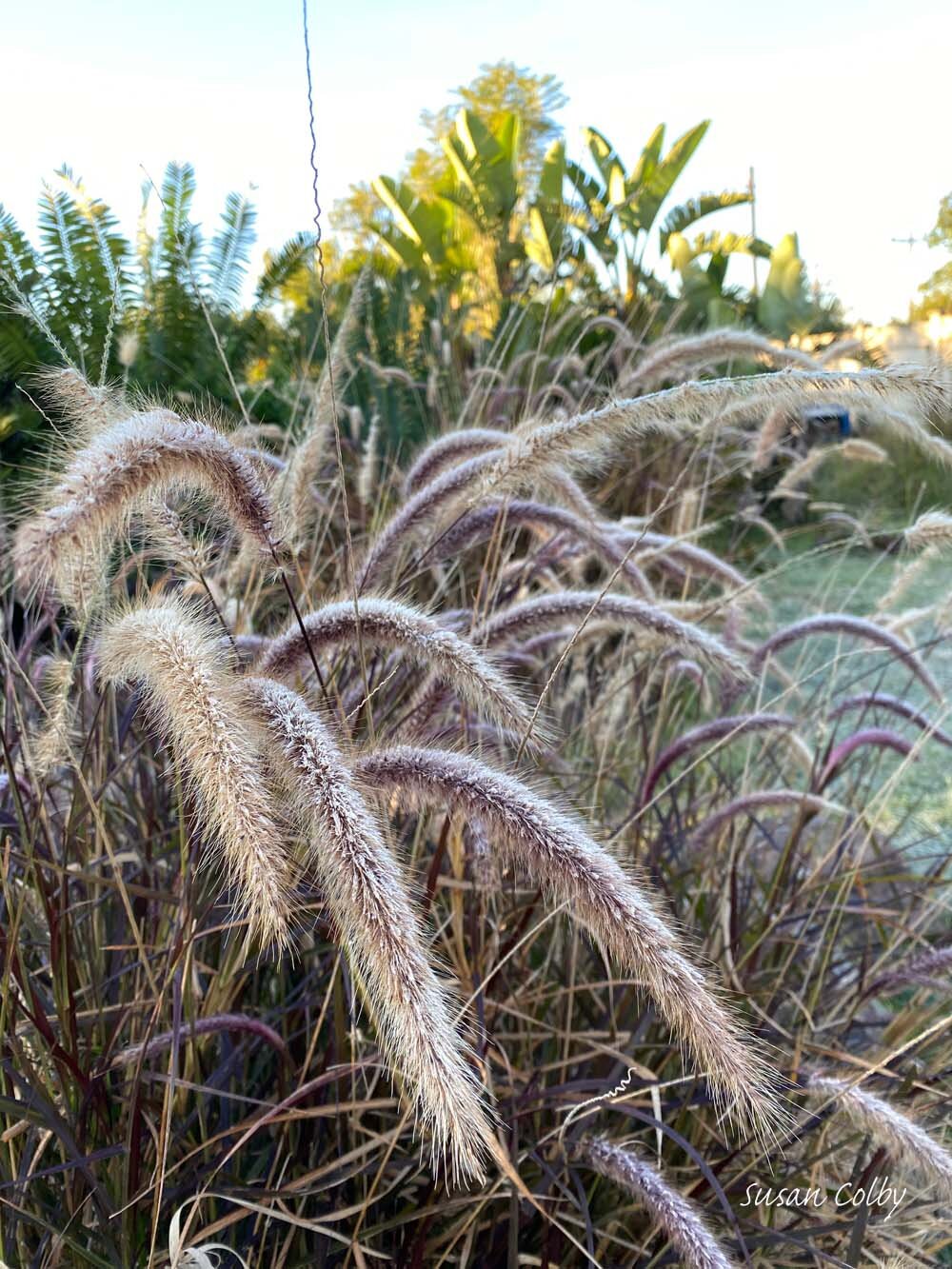 Frozen grasses