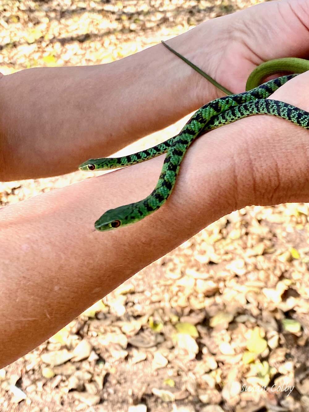 Green bush snakes