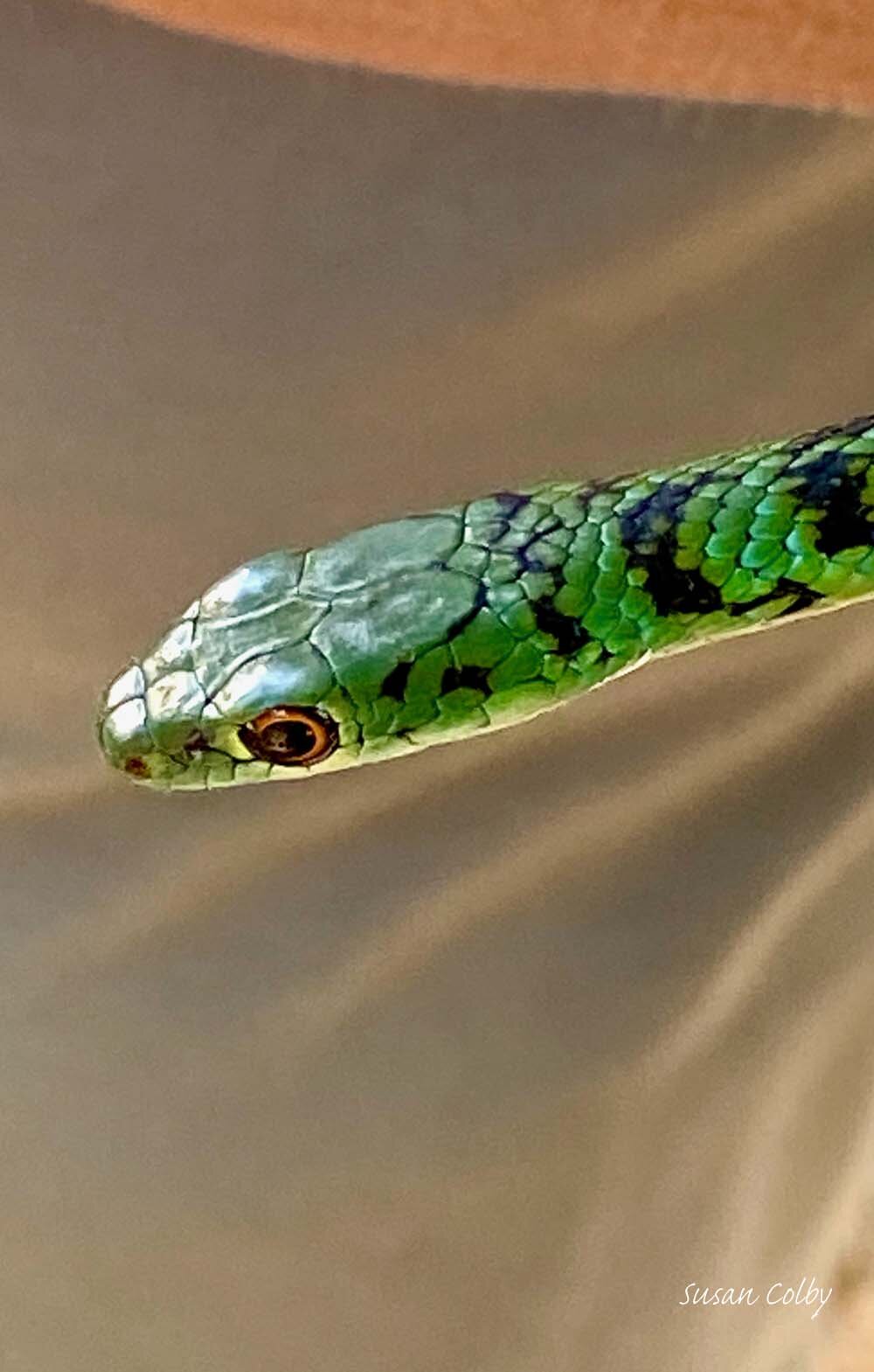 Bush snake