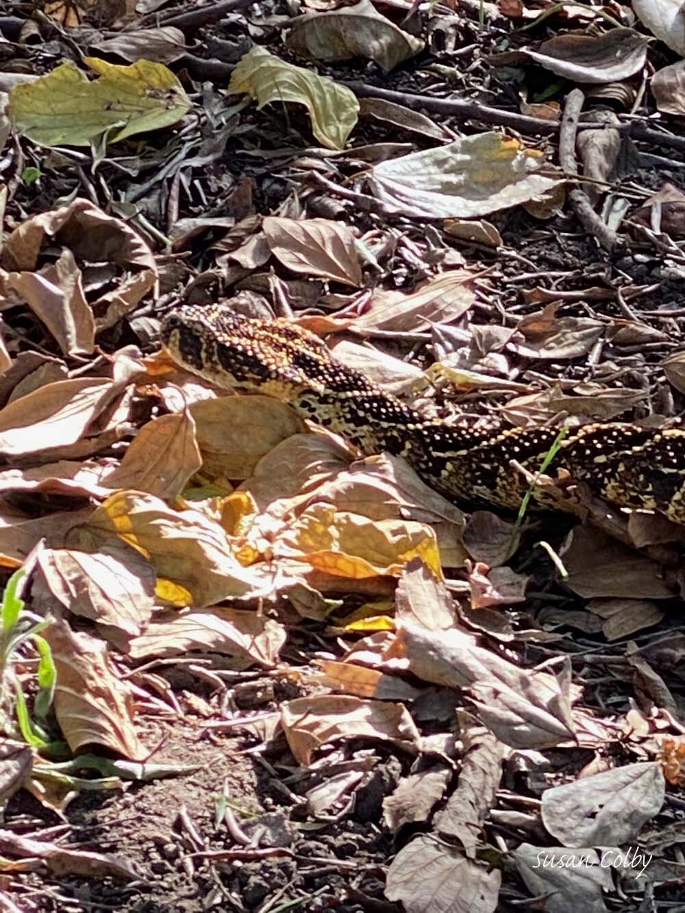 Puff adder