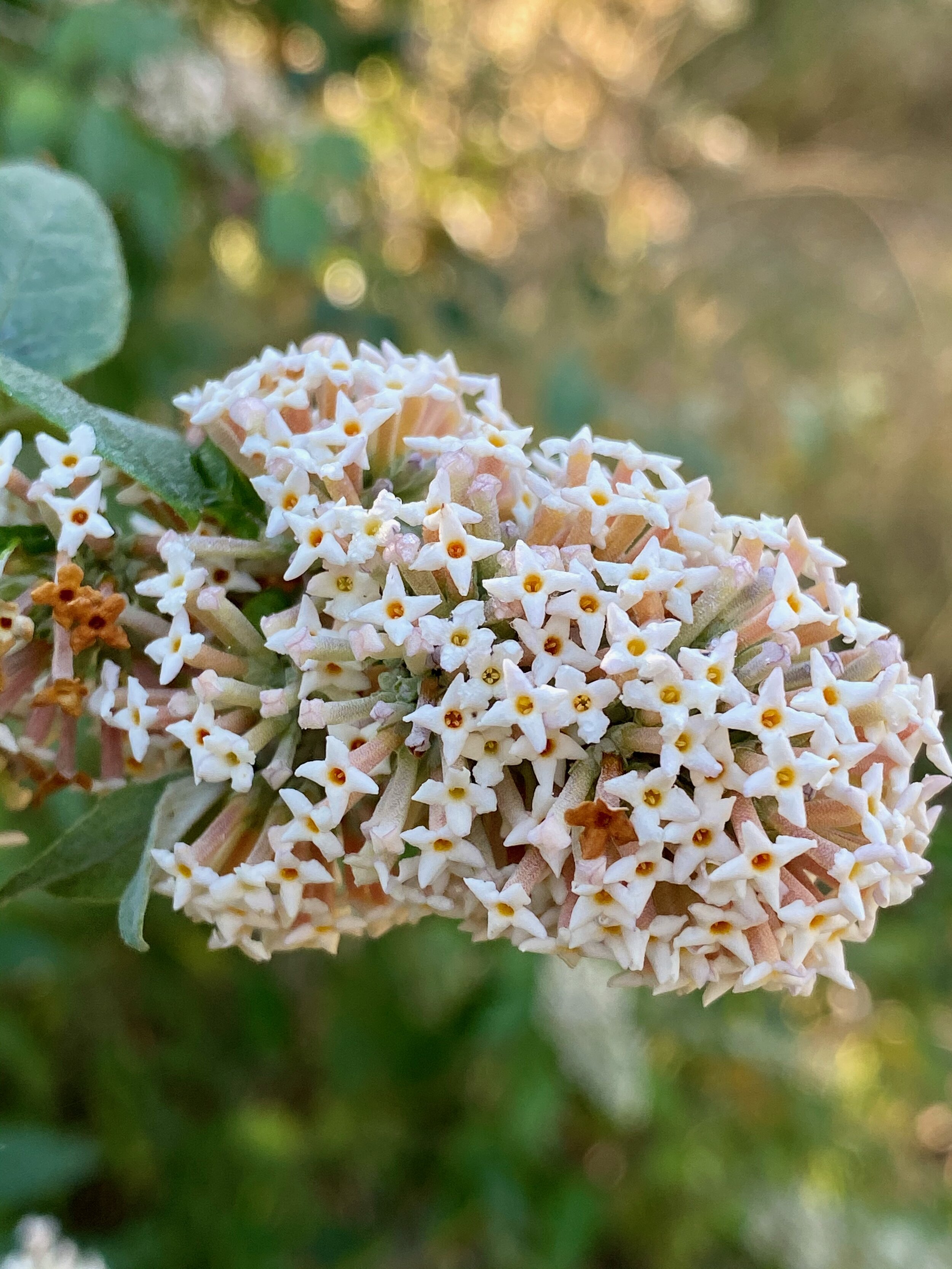 Mid-winter blooms