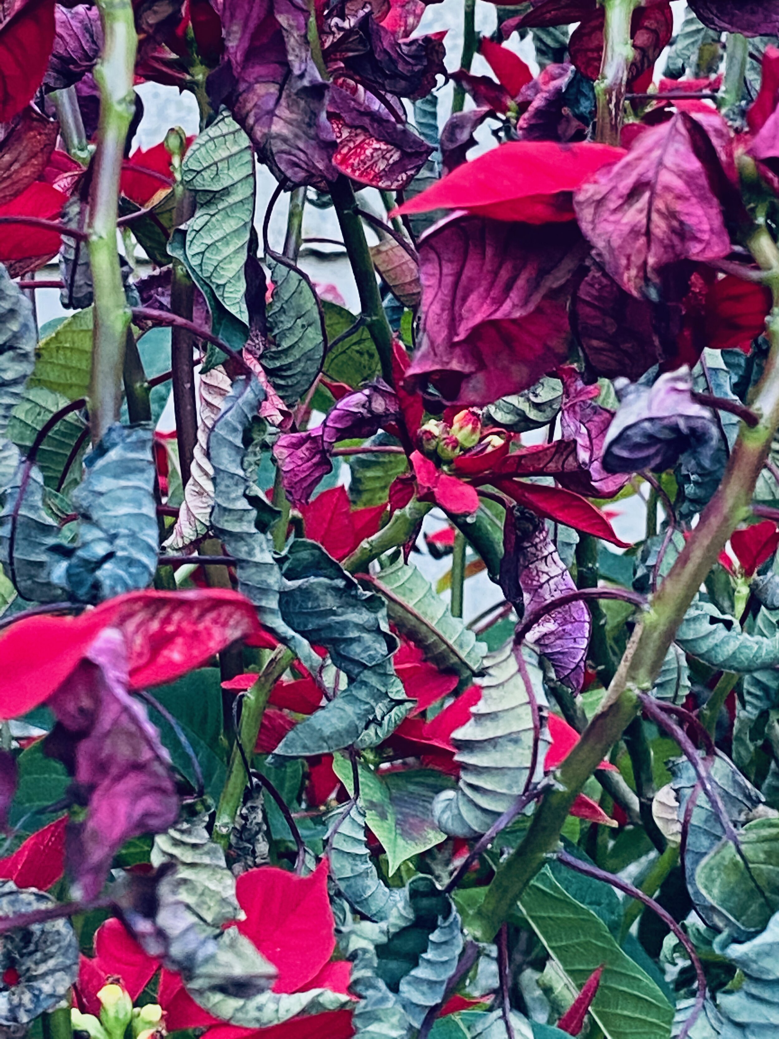 Frost damaged poinsettia