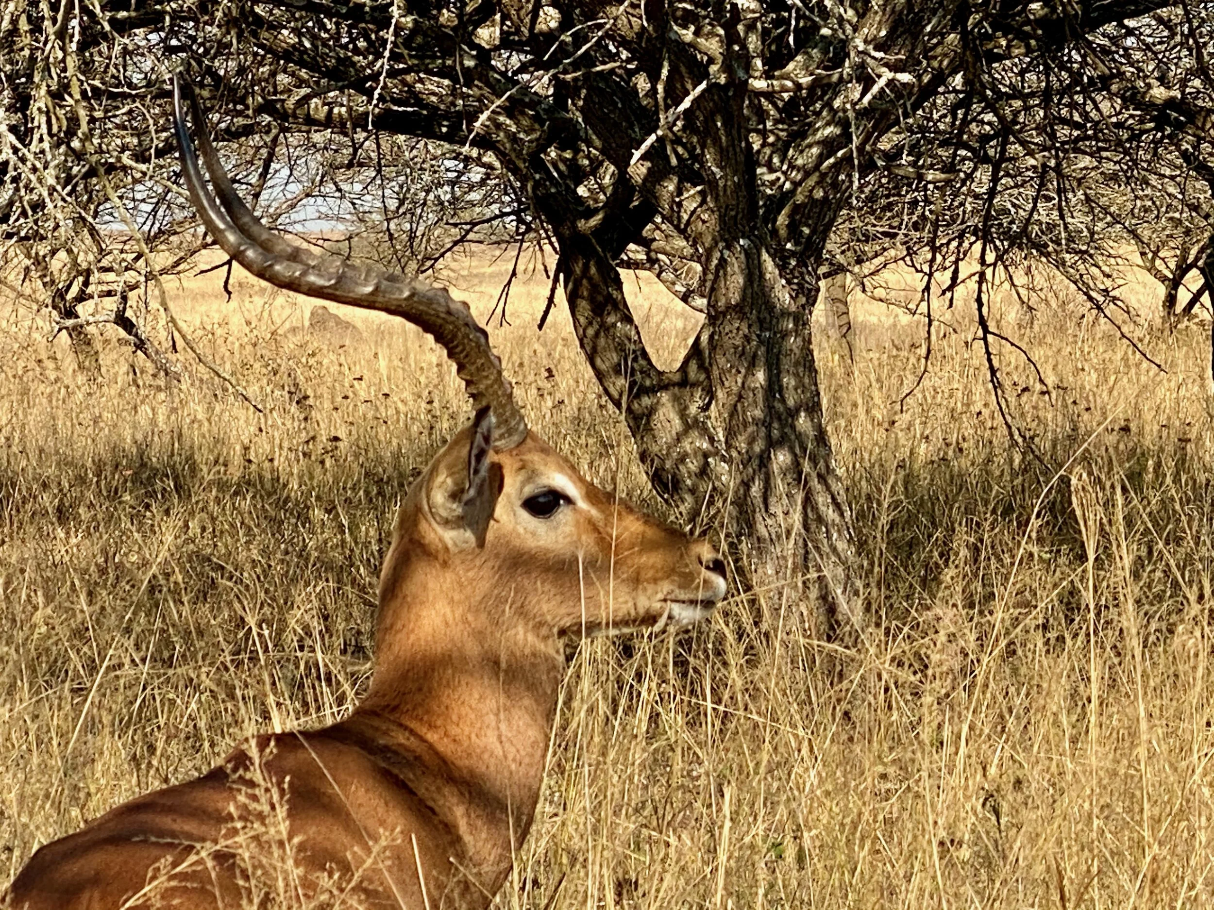 Living in a South African COVID-19 Bubble
