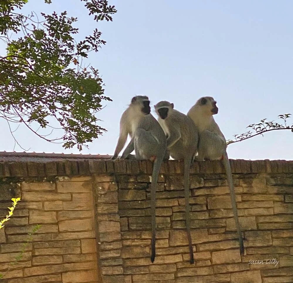 Can’t Avoid the BS