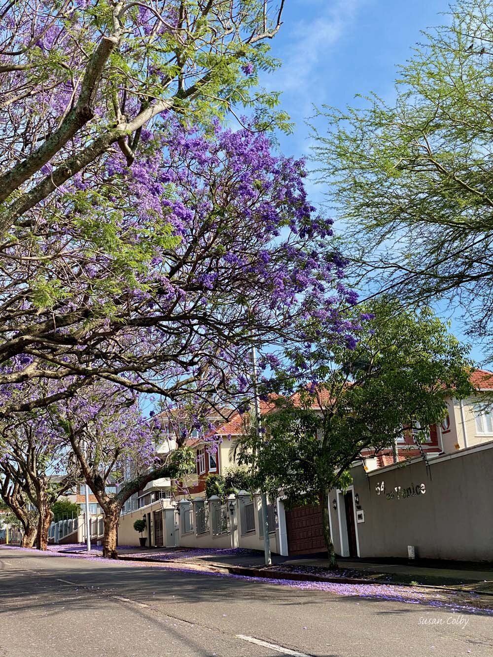 Jacaranda-lined street