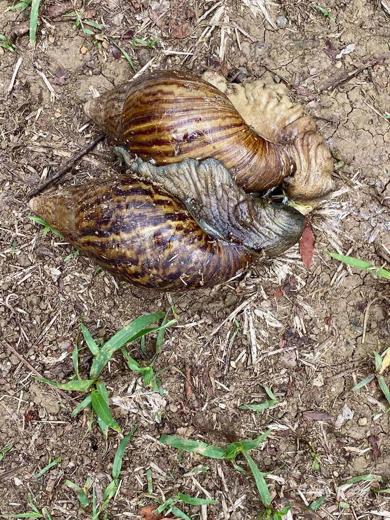 Snails doing what snails do