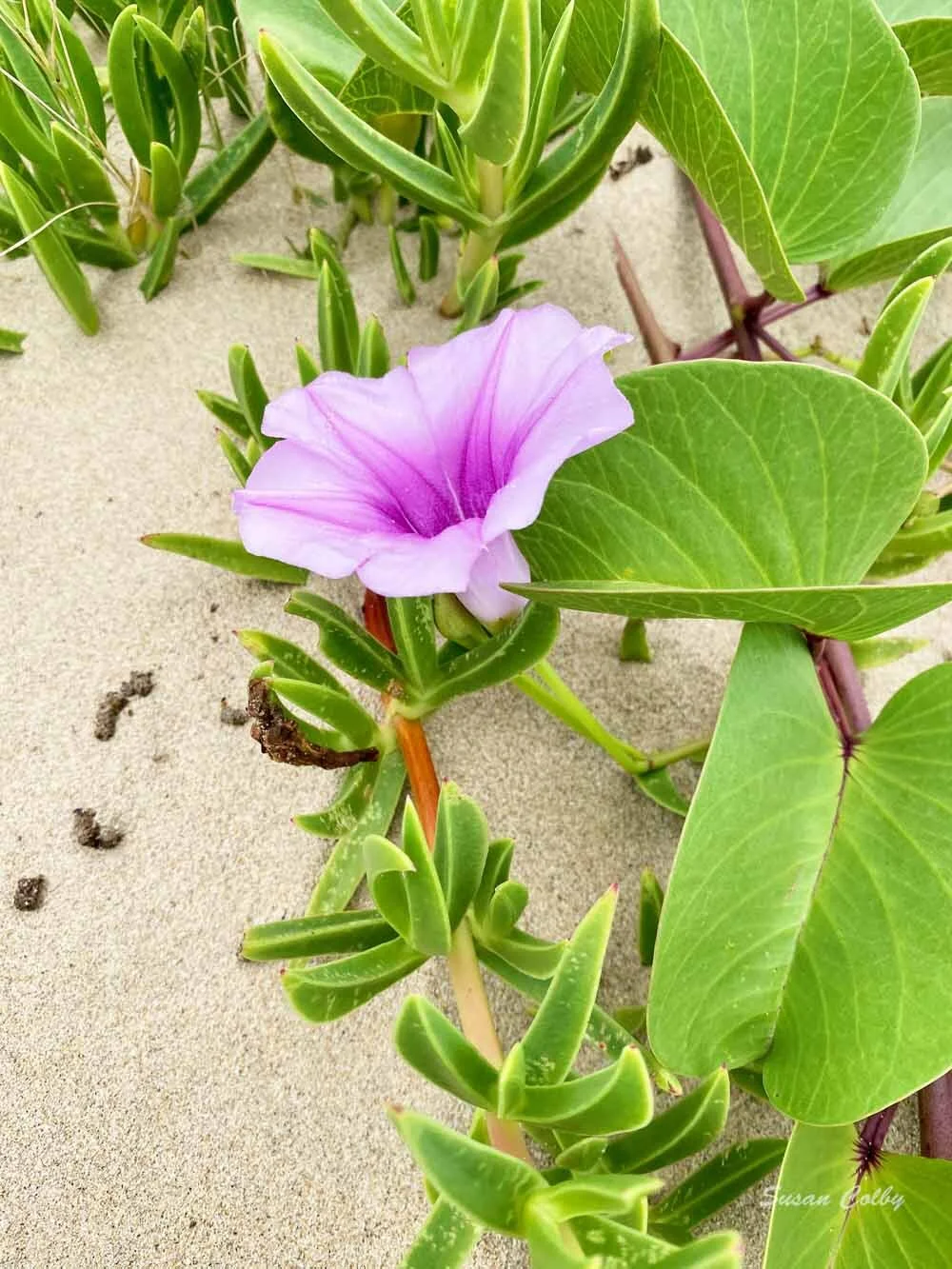 South African American Abroad