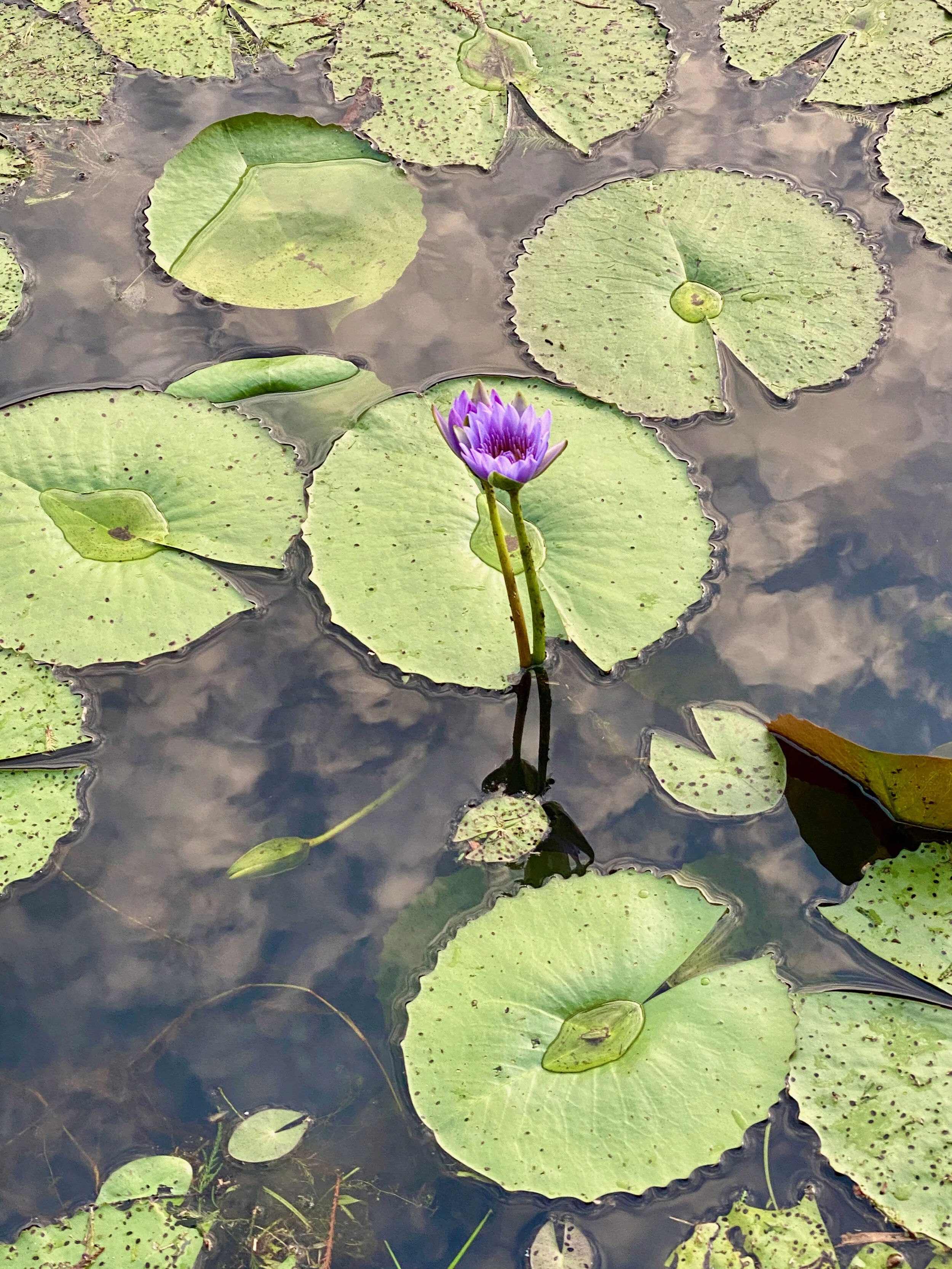 Stagnating in the Lockdown