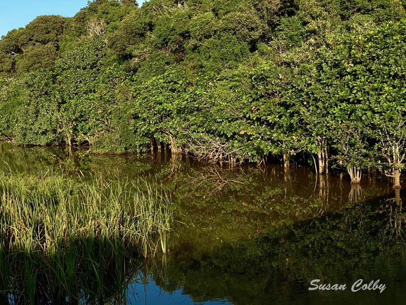 Reflections - mangroves in the river